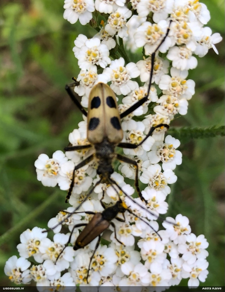 Koksngrauzis Pachyta quadrimaculata