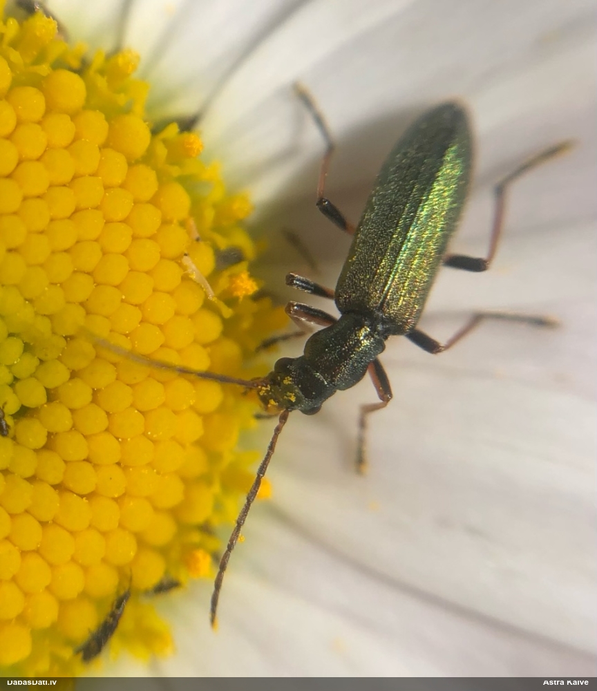 Māņkoksngrauzis Chrysanthia geniculata