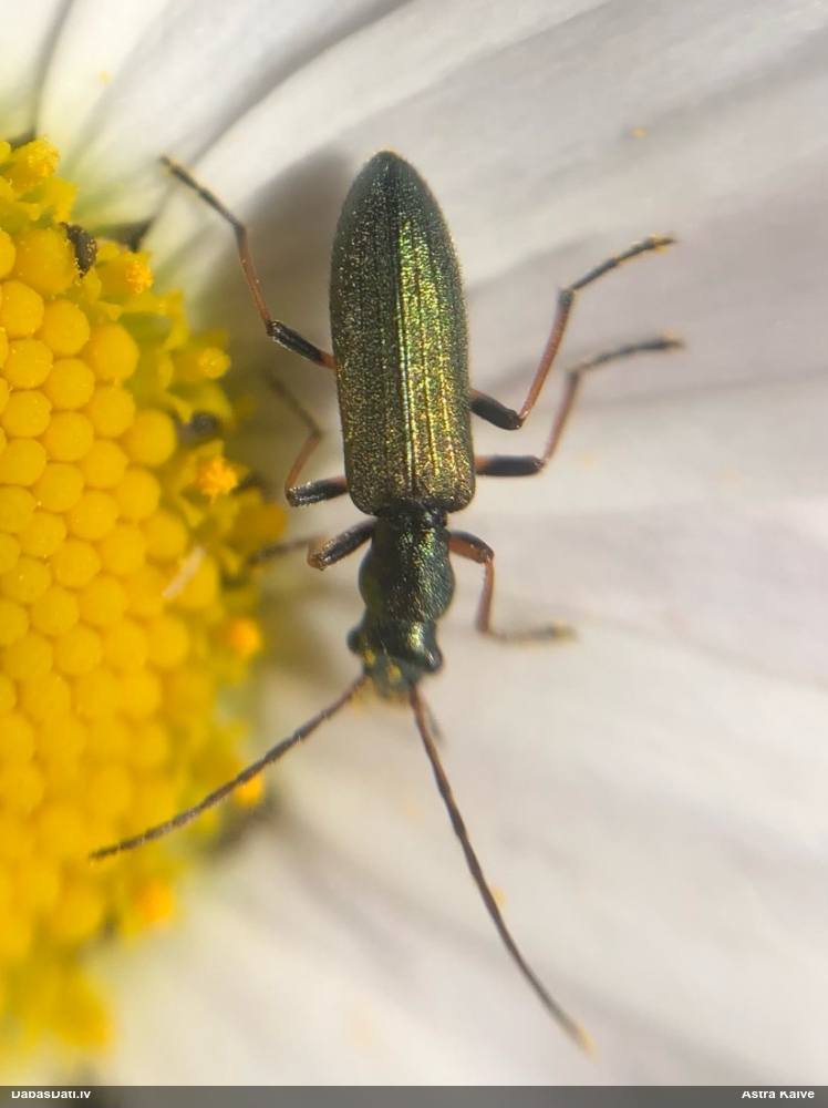 Māņkoksngrauzis Chrysanthia geniculata