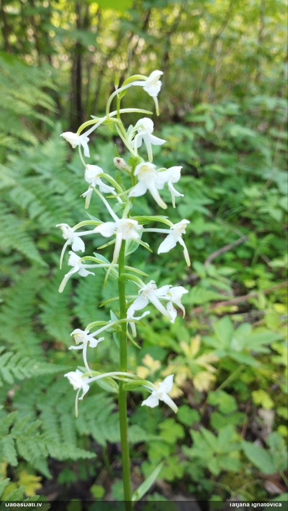 Zaļziedu naktsvijole