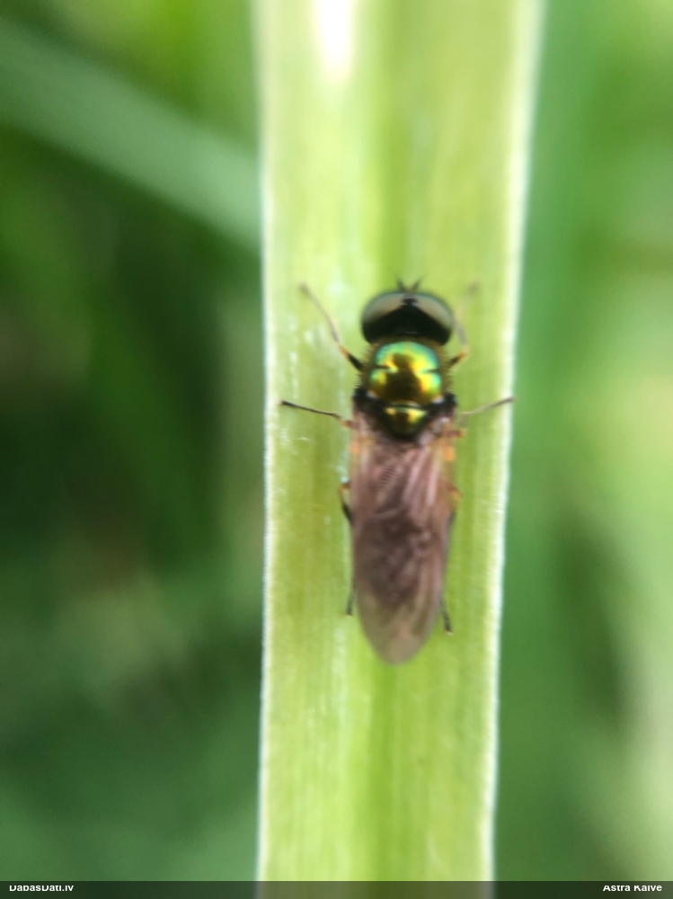 Dzelkņmuša Chloromyia sp.