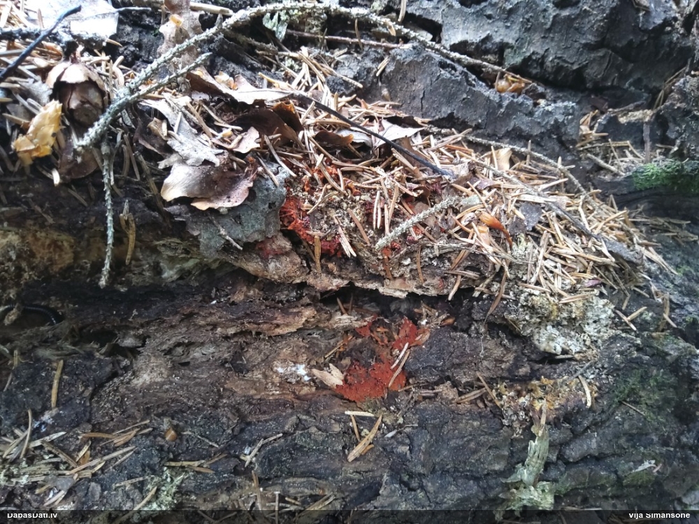 Šūnu metatrihija