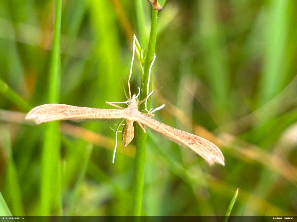 Spalvspārnis Stenoptilia pterodactyla