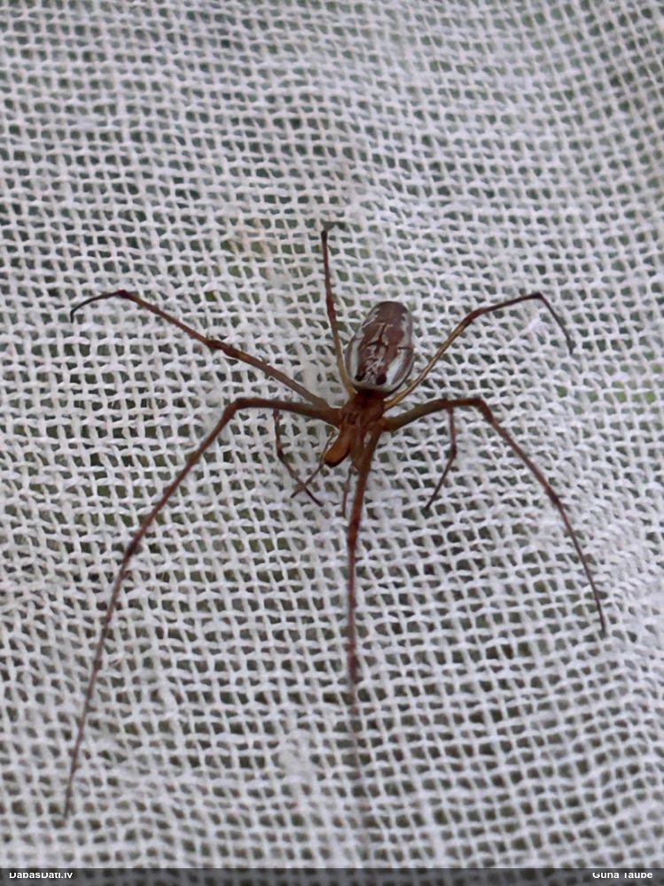 Slaidzirneklis Tetragnatha sp.