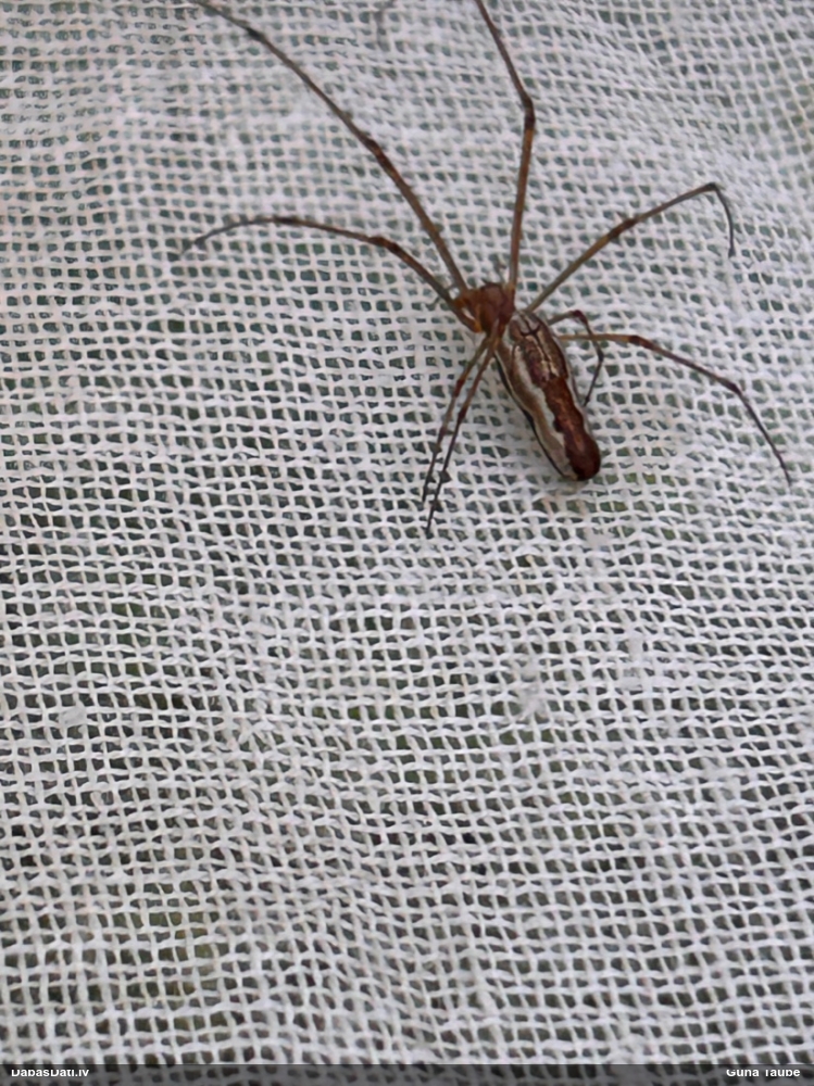 Slaidzirneklis Tetragnatha sp.