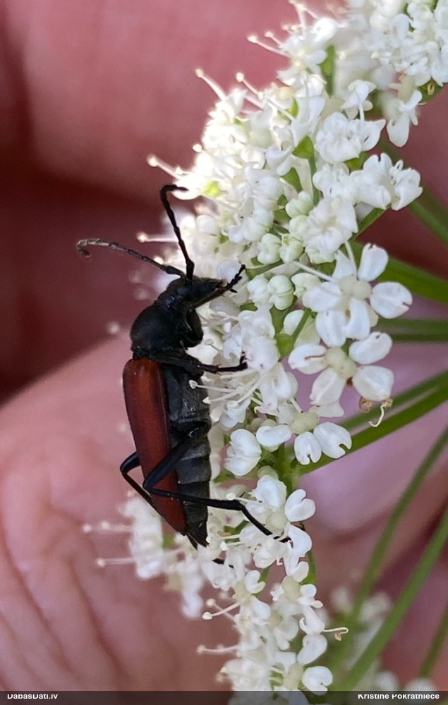 Koksngrauzis Anastrangalia sanguinolenta