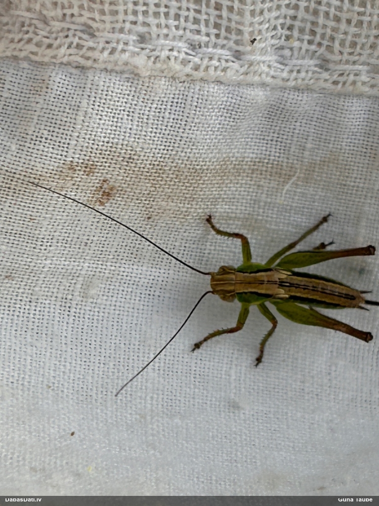 Sienāzis Metrioptera sp.