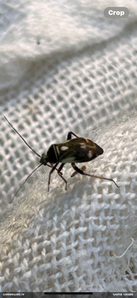 Mīkstblakts Polymerus sp.