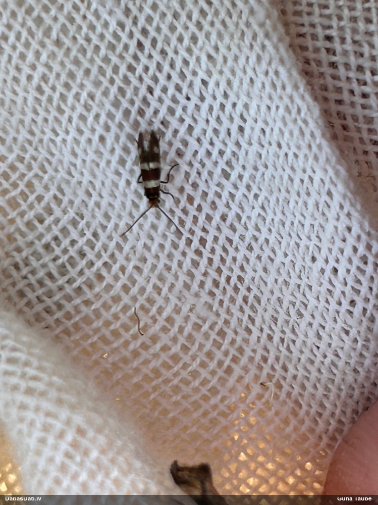 Grauzējkode Micropterix aureatella