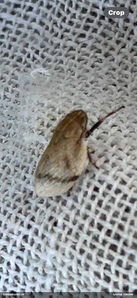 Putcikāde Lepyronia coleoptrata