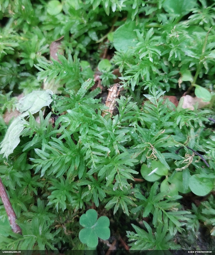 Viļņainā skrajlape