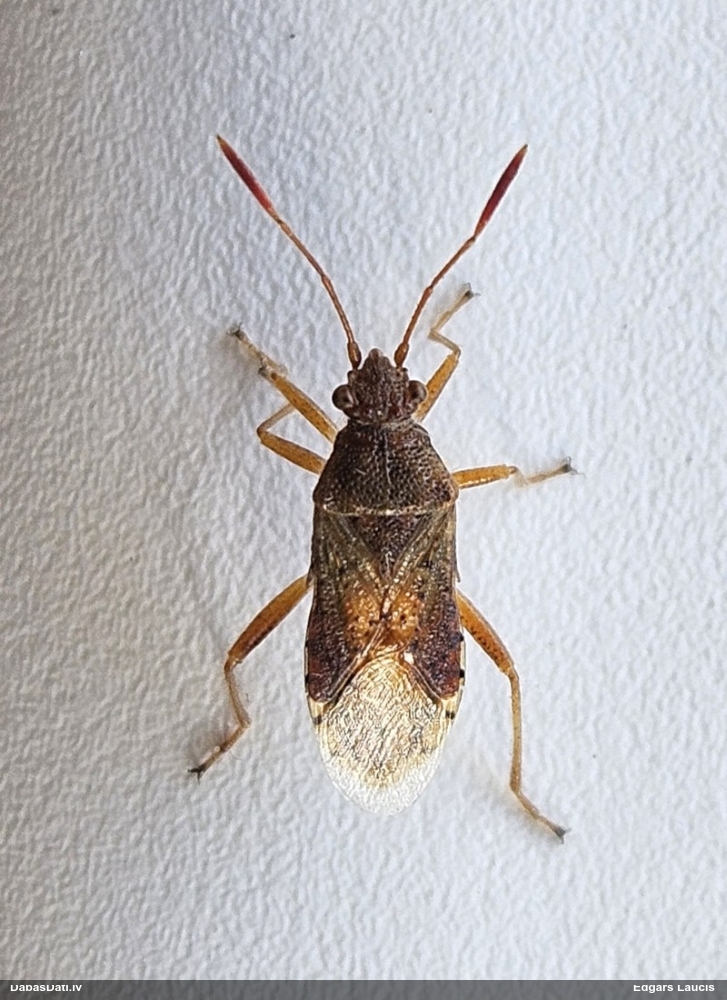 Krāšņblakts Rhopalus maculatus