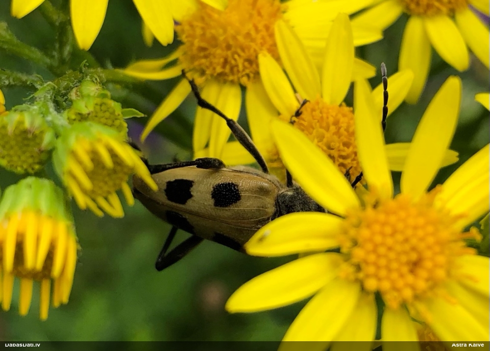 Koksngrauzis Pachyta quadrimaculata