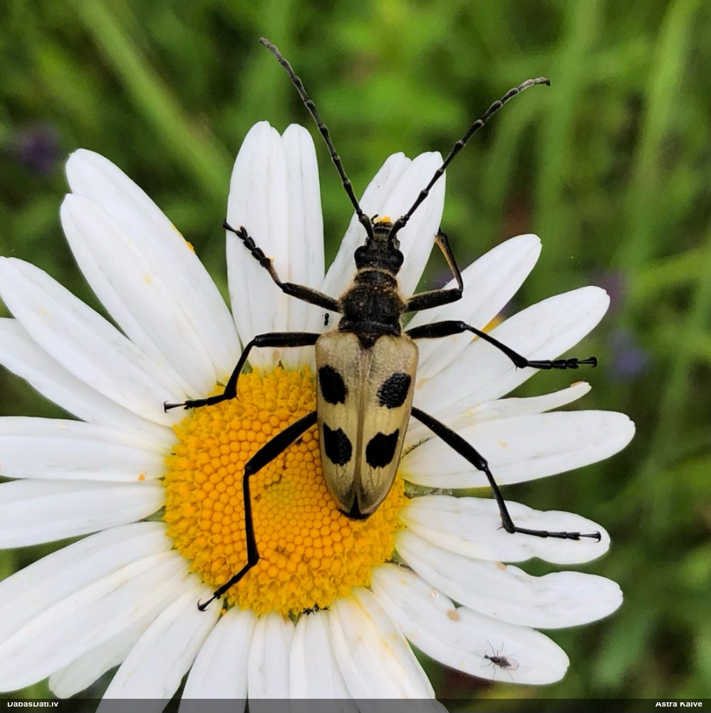 Koksngrauzis Pachyta quadrimaculata