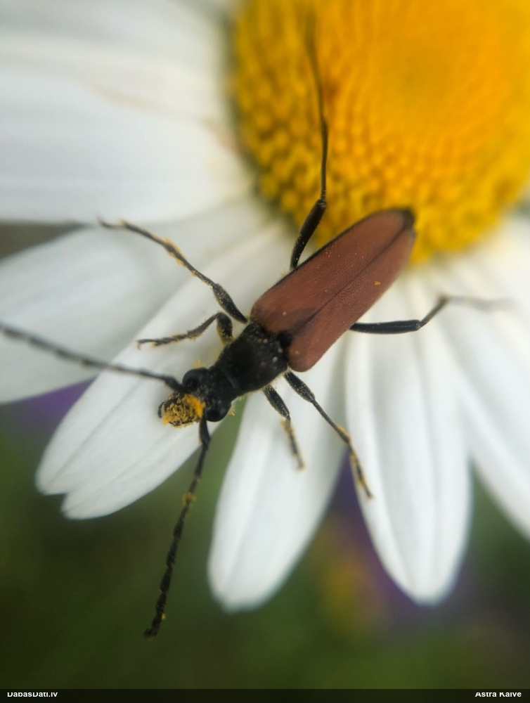 Koksngrauzis Anastrangalia dubia reyi