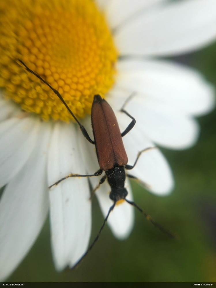 Koksngrauzis Anastrangalia dubia reyi