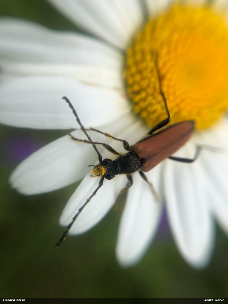 Koksngrauzis Anastrangalia dubia reyi