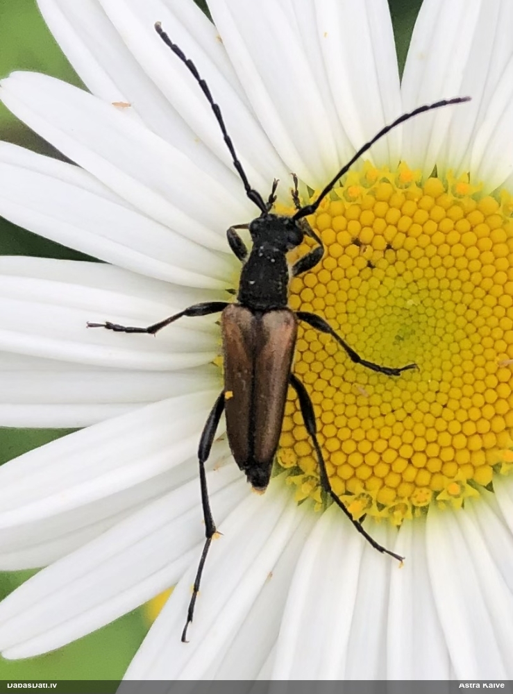 Koksngrauzis Anastrangalia dubia reyi