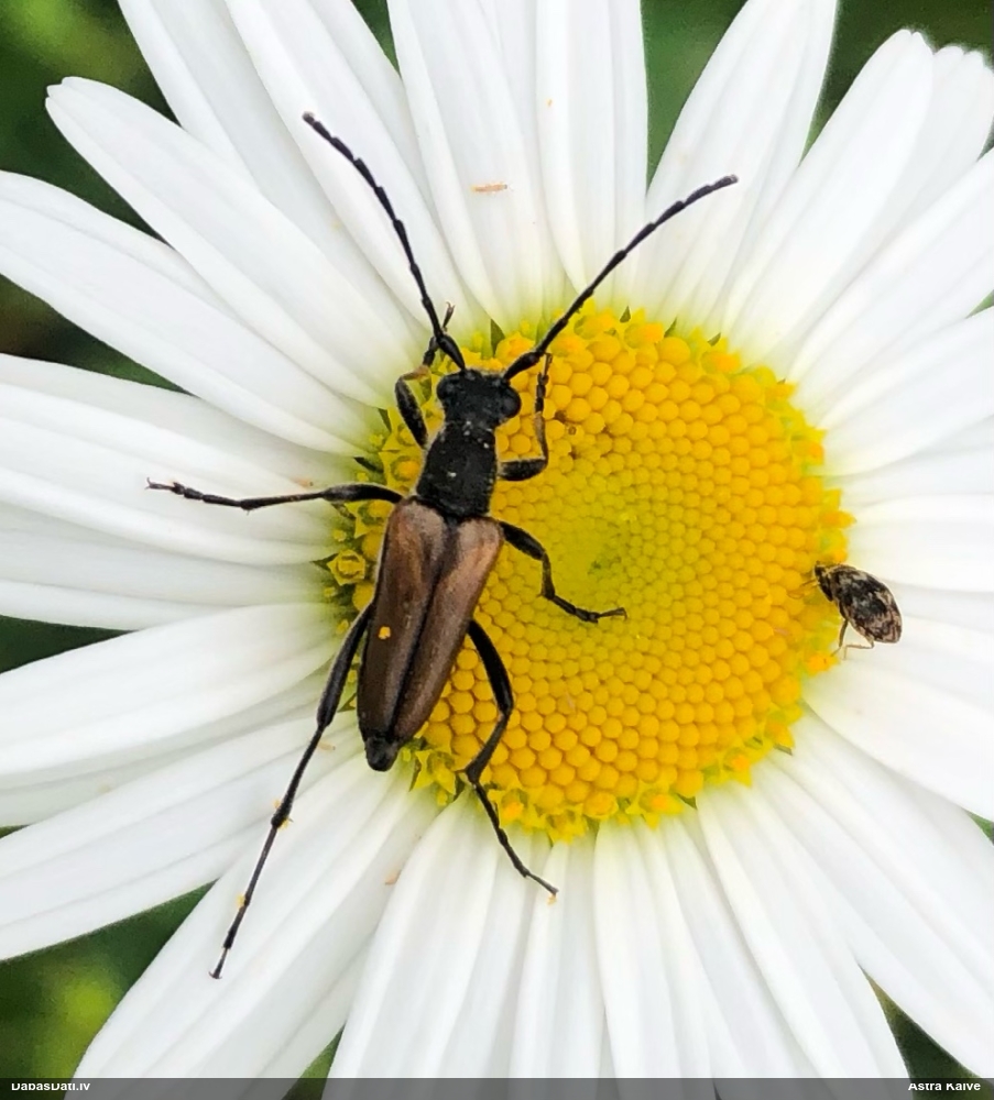 Koksngrauzis Anastrangalia dubia reyi