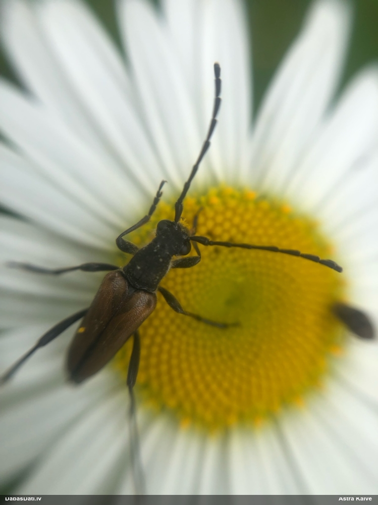 Koksngrauzis Anastrangalia dubia reyi