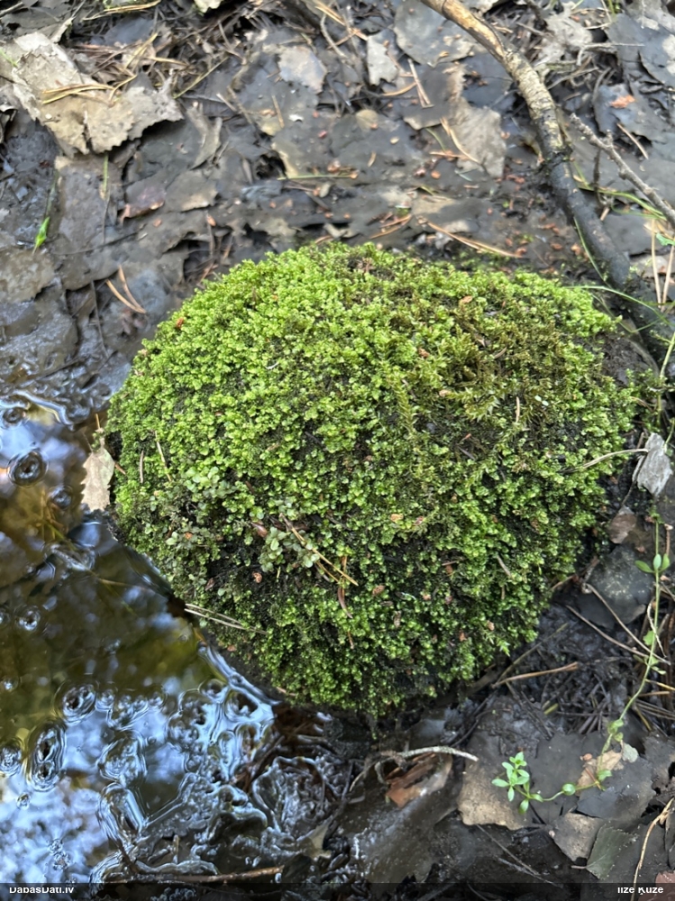 Palienes lāpstīte