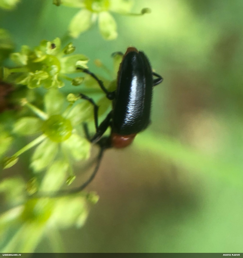 Koksngrauzis Dinoptera collaris