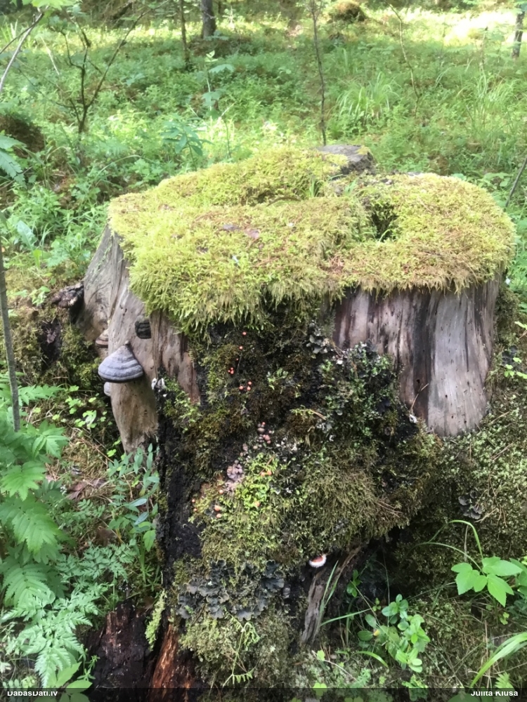 Vilkpienaine (nenoteikta)
