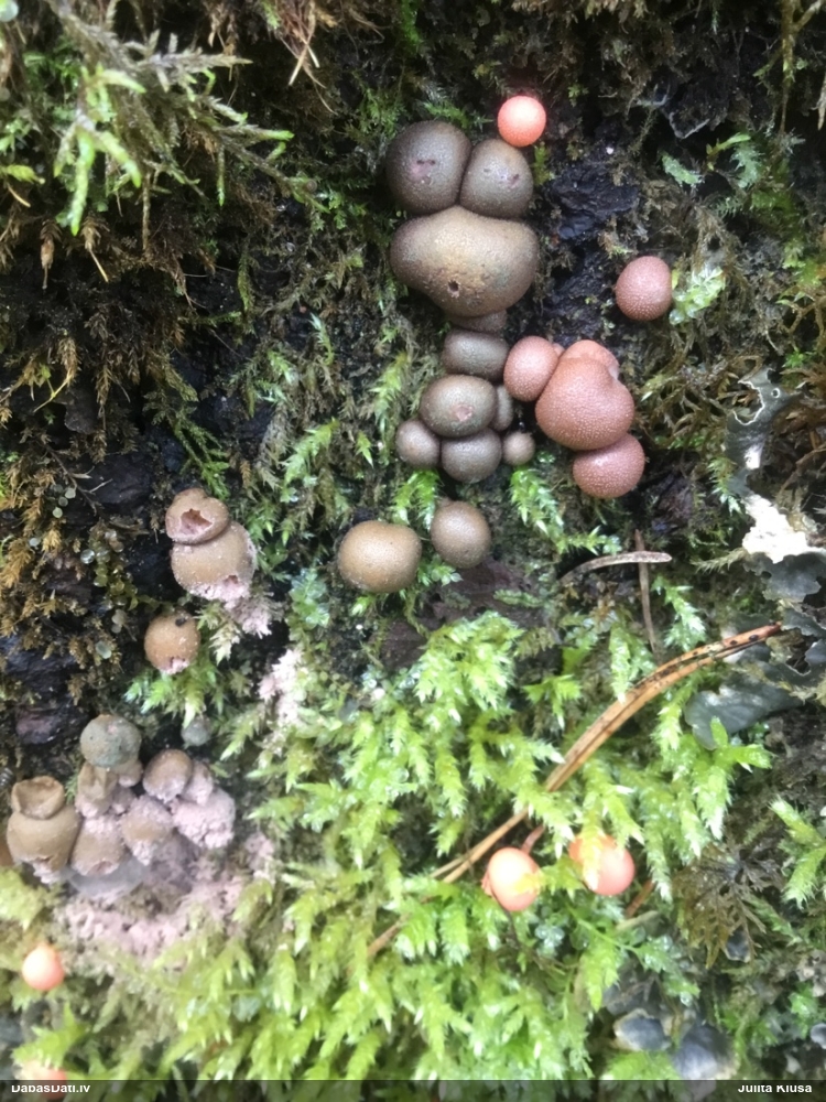 Vilkpienaine (nenoteikta)