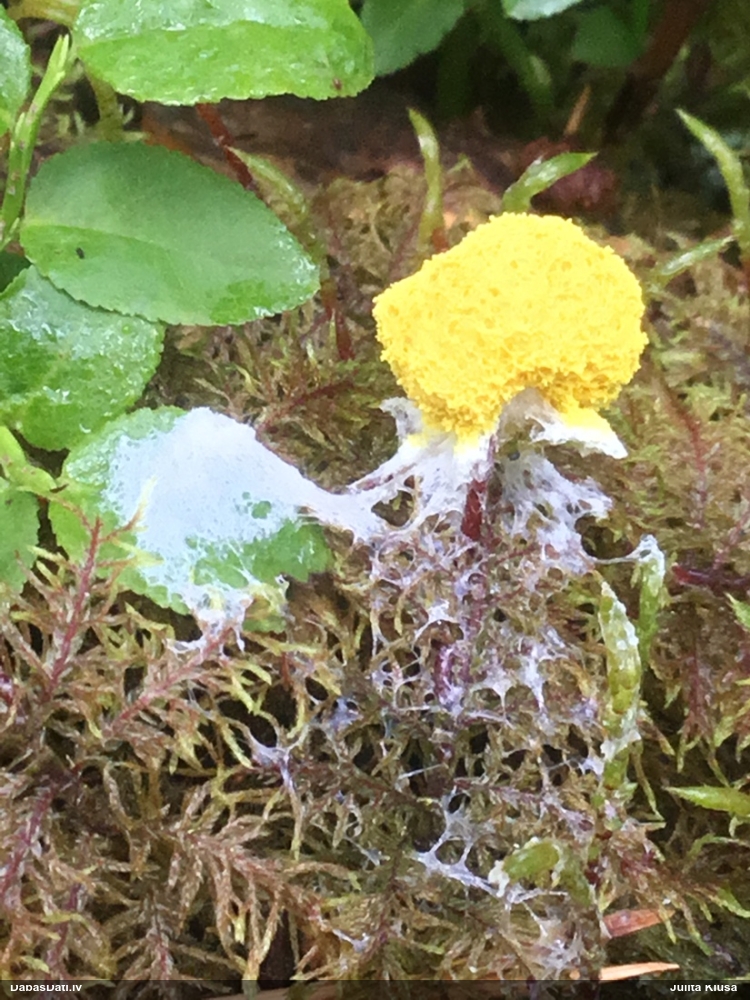 Dzeltenais ragansviests