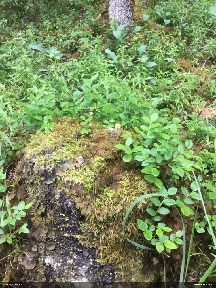 Dzeltenais ragansviests