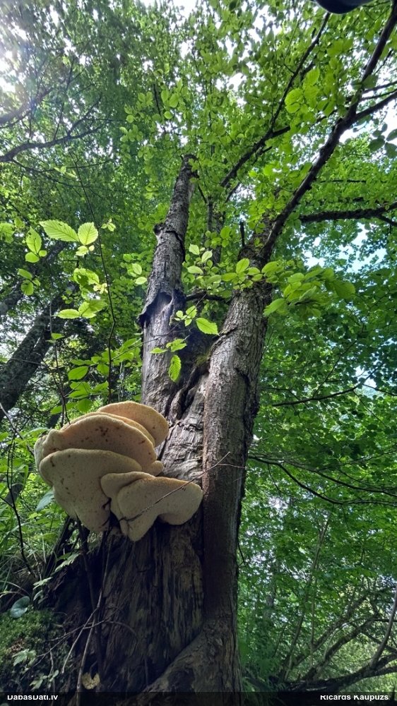 Zvīņainā kātiņpiepe