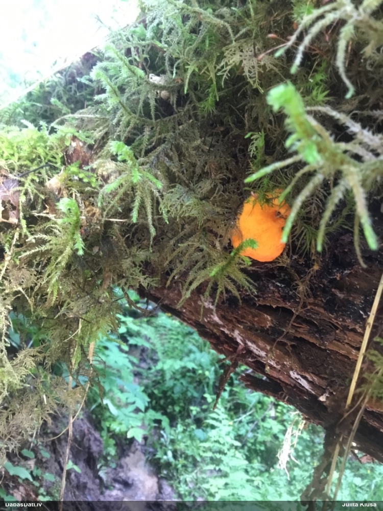 Oranžā aveņgļotsēne