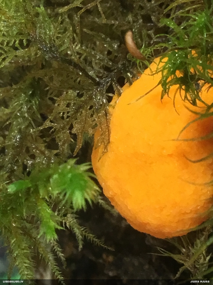 Oranžā aveņgļotsēne