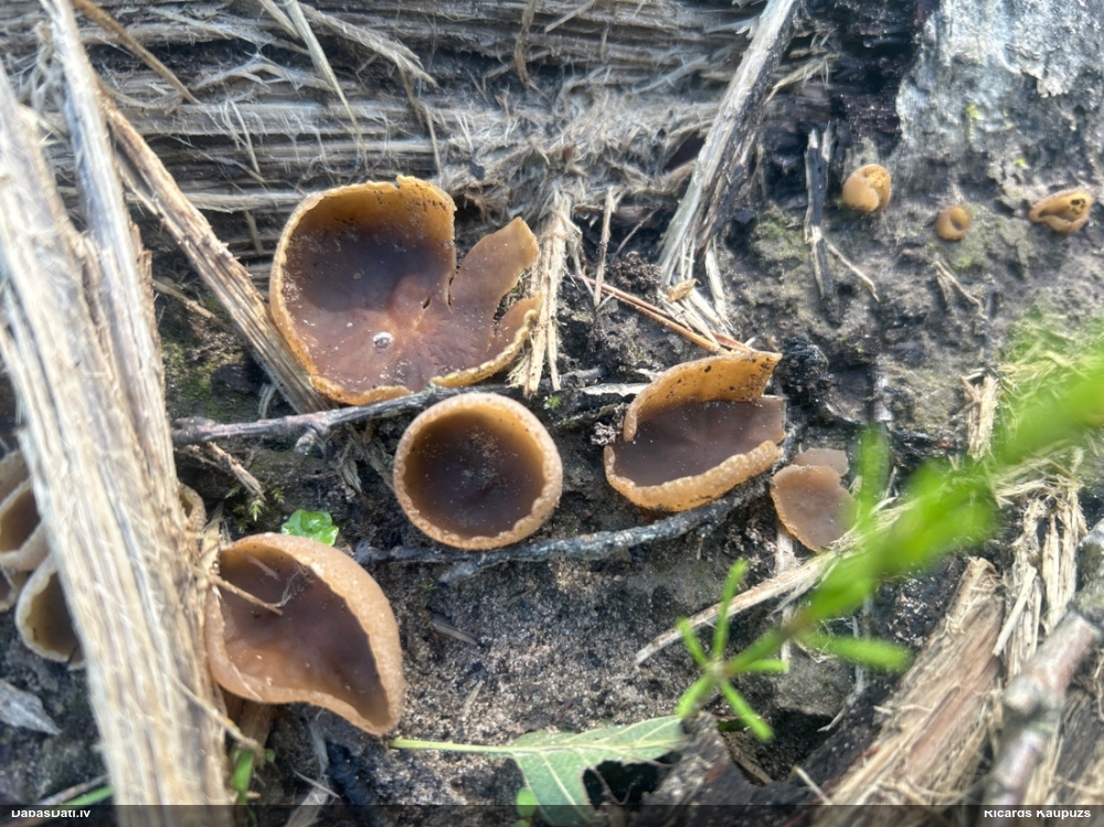 Kaussēne Peziza sp.