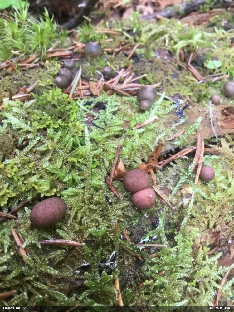 Vilkpienaine (nenoteikta)