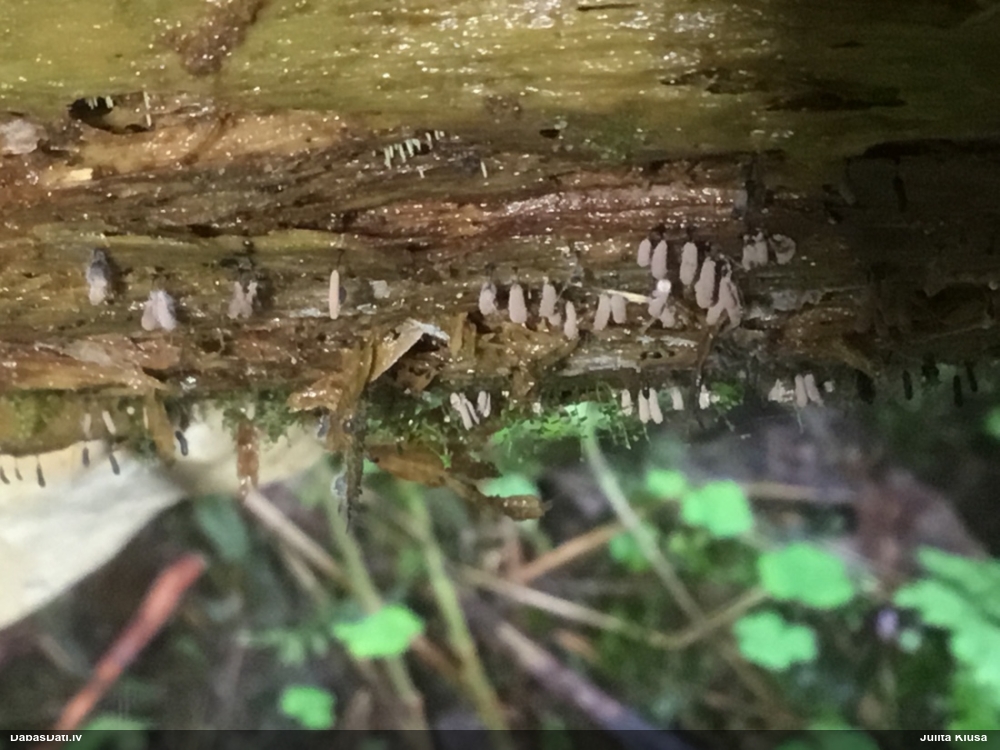 Neievērotā cilindrīte