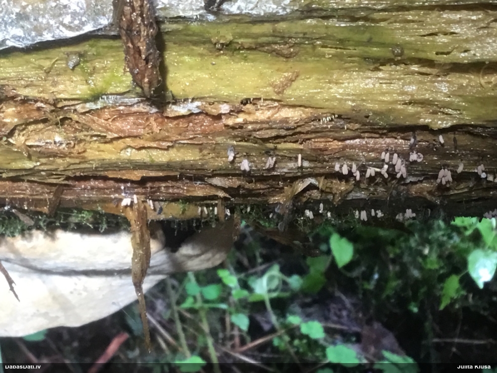 Neievērotā cilindrīte