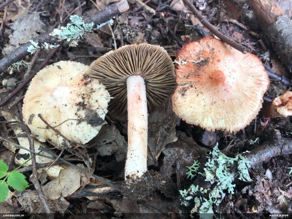 Patujāra šķiedrgalvīte