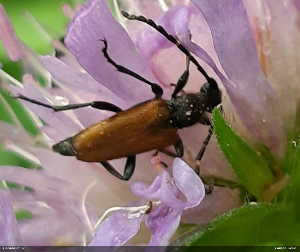 Koksngrauzis Stictoleptura maculicornis