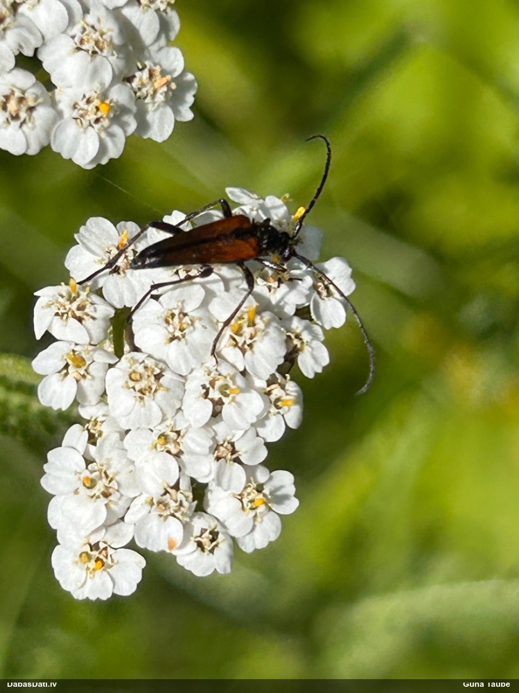 Koksngrauzis Stenurella melanura