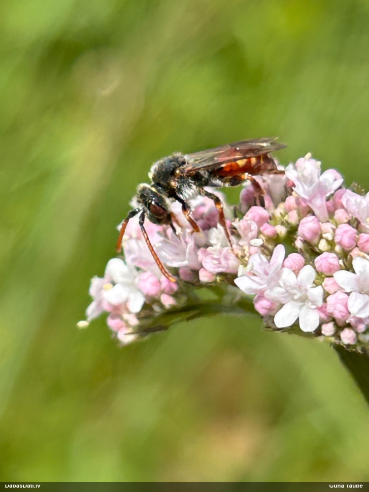 Kailbite Nomada sp.