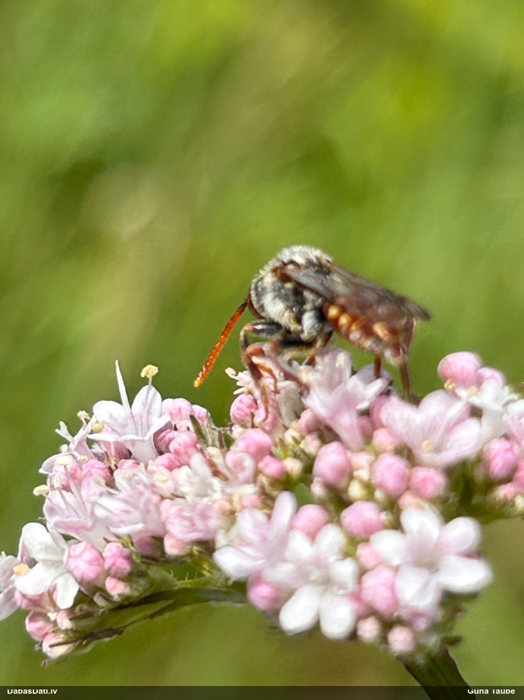 Kailbite Nomada sp.