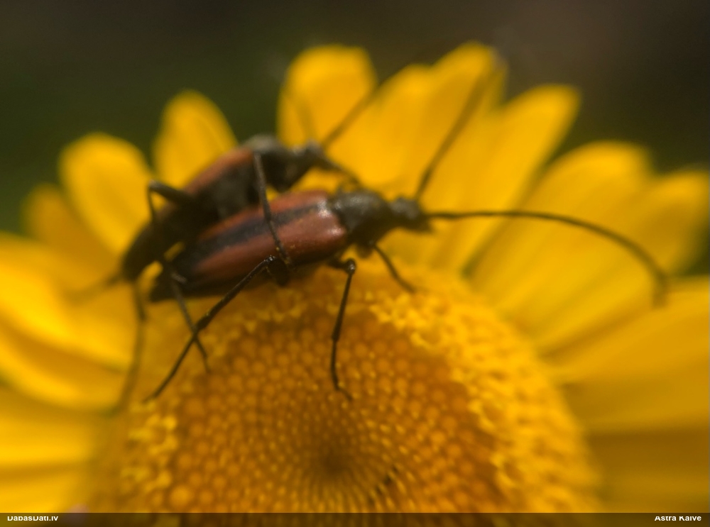 Koksngrauzis Stenurella melanura