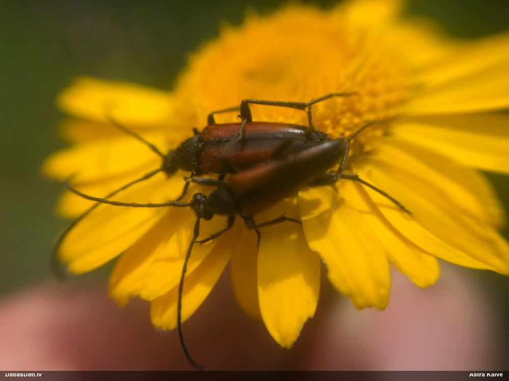 Koksngrauzis Stenurella melanura