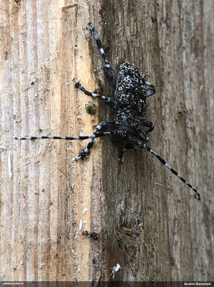 Koksngrauzis Aegomorphus clavipes