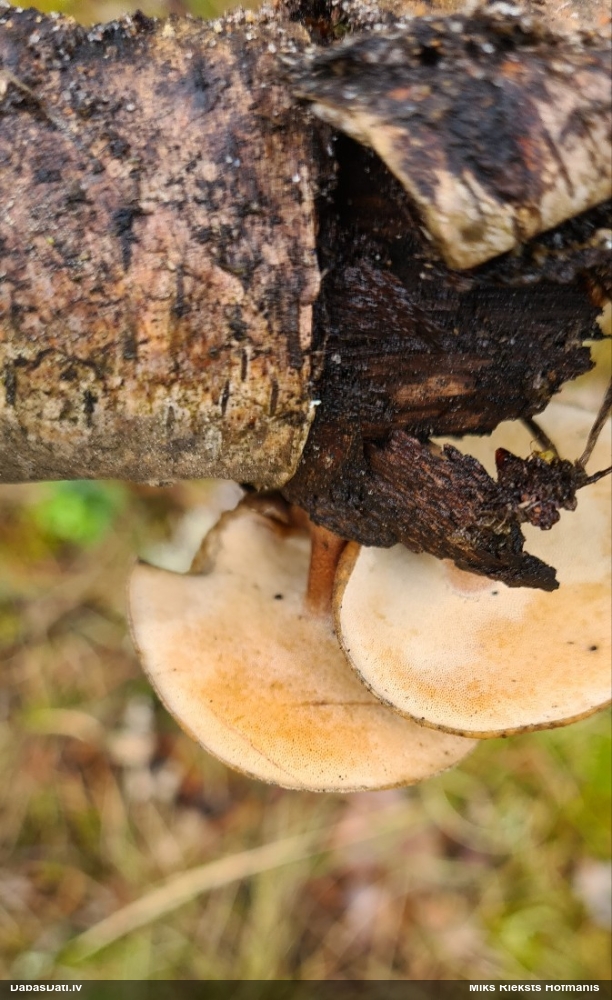 Skropstainā kātiņpiepe