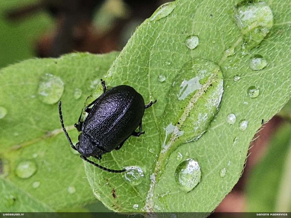 Lapgrauzis Galeruca tanaceti
