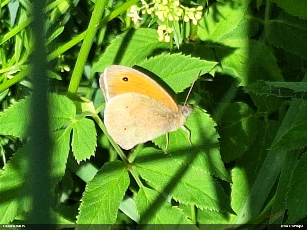 Pļavas vēršacītis