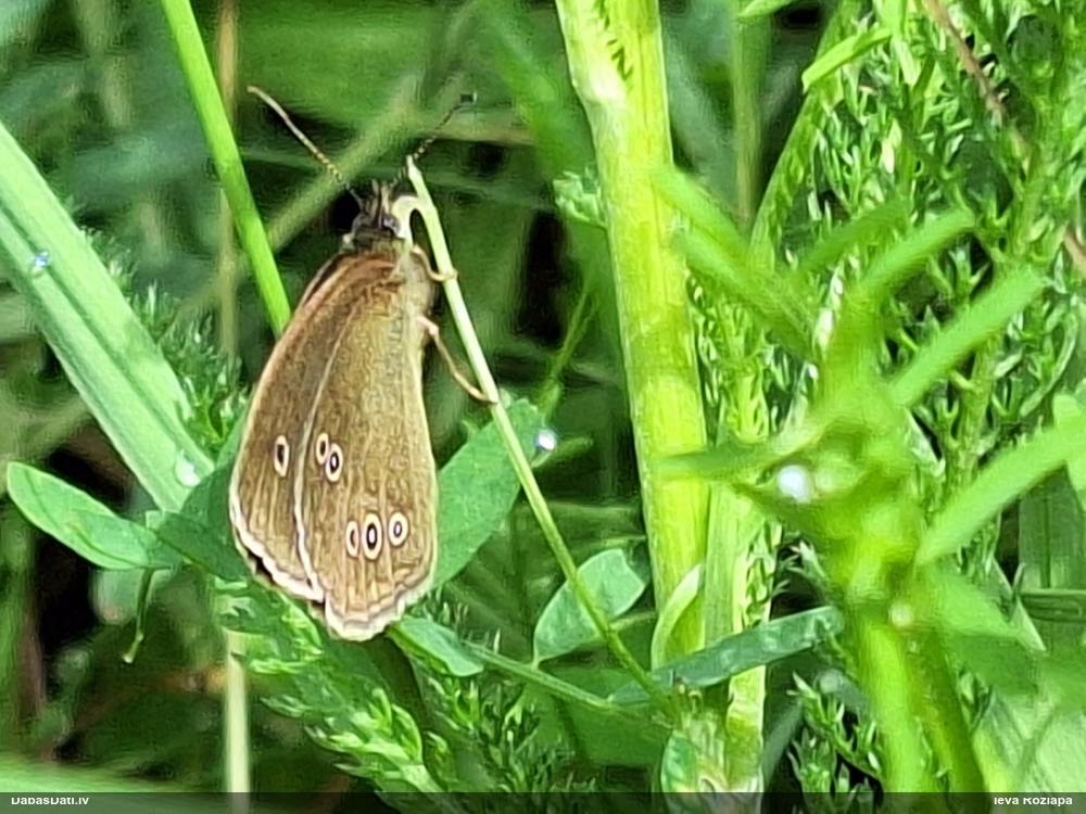 Parastais samtenis