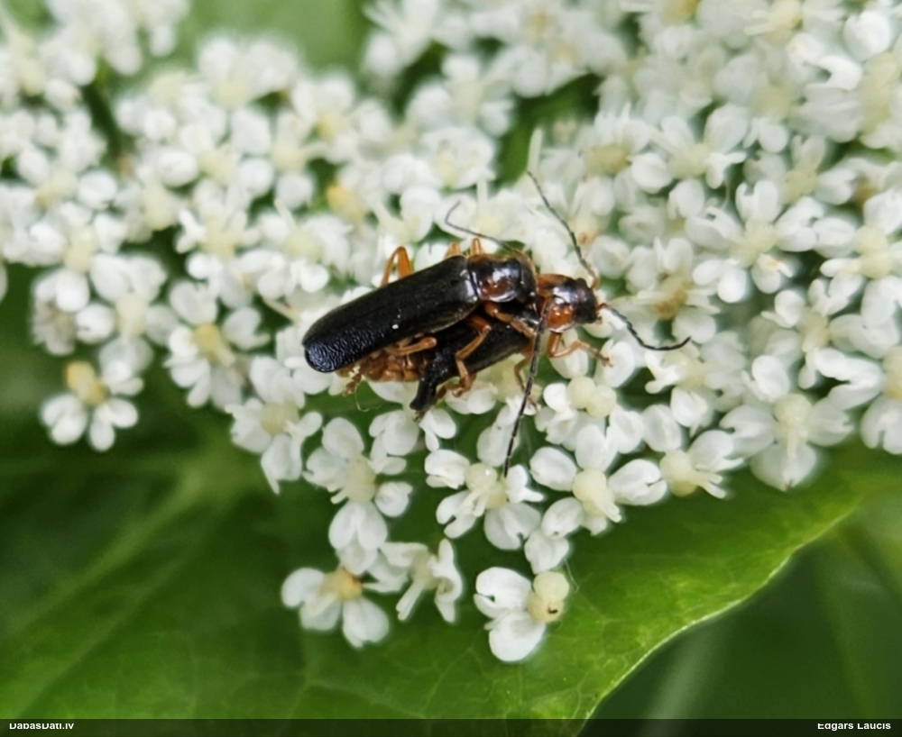 Mīkstspārnis Cantharis flavilabris